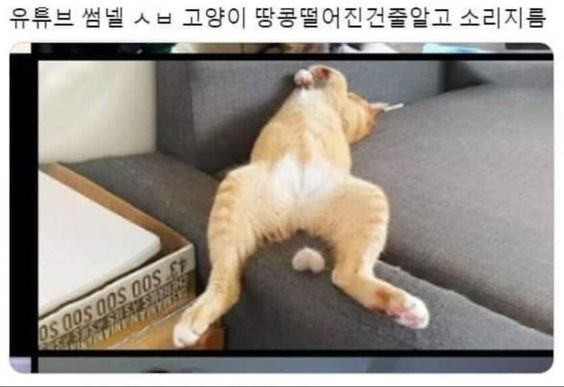 콘텐츠 이미지